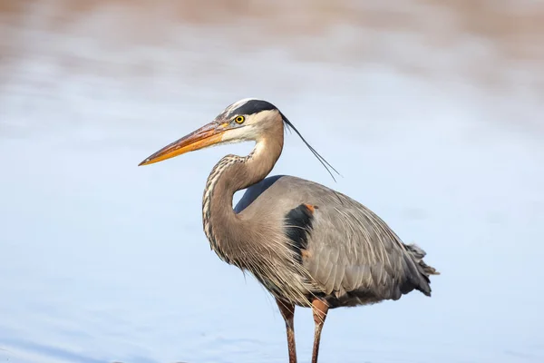 Close Shot Great Blue Heron Bird Lake — Φωτογραφία Αρχείου