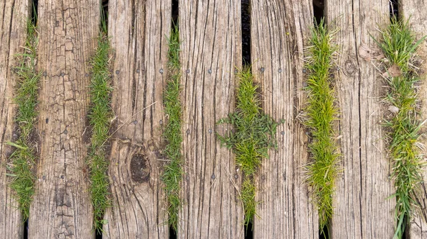 Grass Wood Planks Board Walk — Stock Photo, Image
