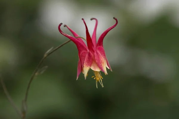 Close Shot Red Columbine Flower Garden — Φωτογραφία Αρχείου