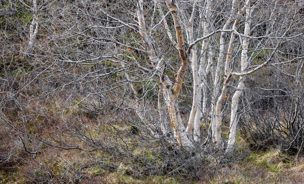 Αργυρές Σημύδες Δάση Της Ισλανδίας Την Άνοιξη — Φωτογραφία Αρχείου