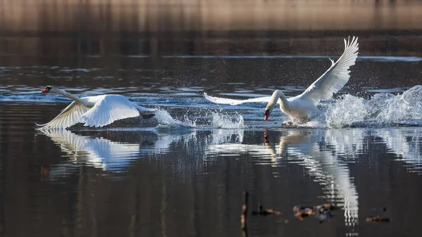 Adult Swan Birds Fly Lake — Stock Photo, Image