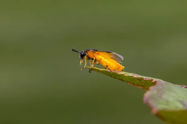 Närbild Skott Små Insekter Ett Blad — Stockfoto