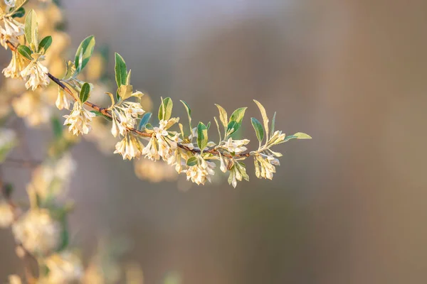 Zavřít Záběr Čerstvého Květu Větvi Stromu — Stock fotografie