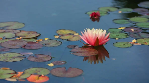 池の睡蓮の花のショットを閉じる — ストック写真