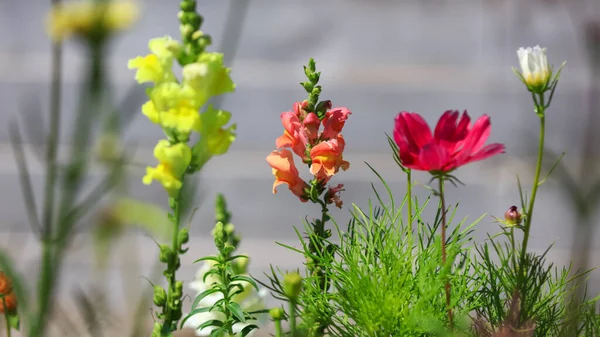 Κοντινό Πλάνο Από Πολύχρωμα Λουλούδια Κήπου — Φωτογραφία Αρχείου