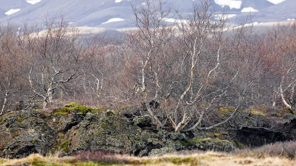 Zilveren Berkenbomen Bossen Van Ijsland Landzijde — Stockfoto