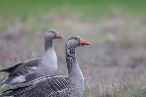 Primer Plano Tiro Los Pájaros Del Ganso Greylag — Foto de Stock