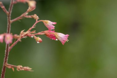 Mercan çanları çiçeklerini yakın plan çek