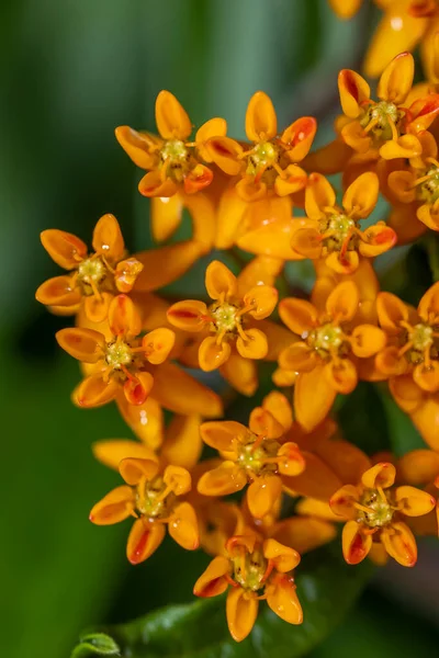 Κοντινό Πλάνο Των Λουλουδιών Ζιζανίων Πεταλούδα Στο Φυτό — Φωτογραφία Αρχείου
