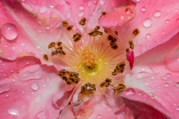 가까이 캘리포니아 장미꽃 — 스톡 사진