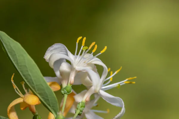 Zblízka Záběr Honey Suckle Jasmine Květiny — Stock fotografie