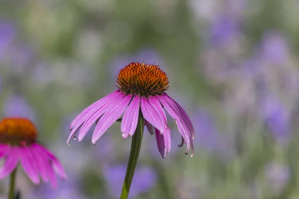 Close Tiro Coneflower Roxo — Fotografia de Stock