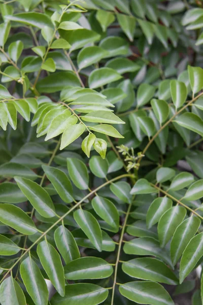 植物上のカレーの葉のショットを閉じる — ストック写真