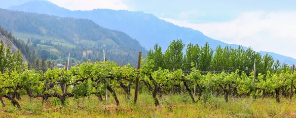 Panoramic View Vinery Washington State Leavenworth City — Stock Photo, Image