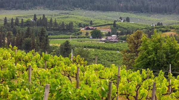 Valley Vineyards Washington State Leavenworth City — Stock Photo, Image