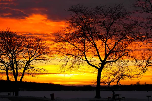 Sylwetka Drzew Zachodem Słońca Niebo — Zdjęcie stockowe