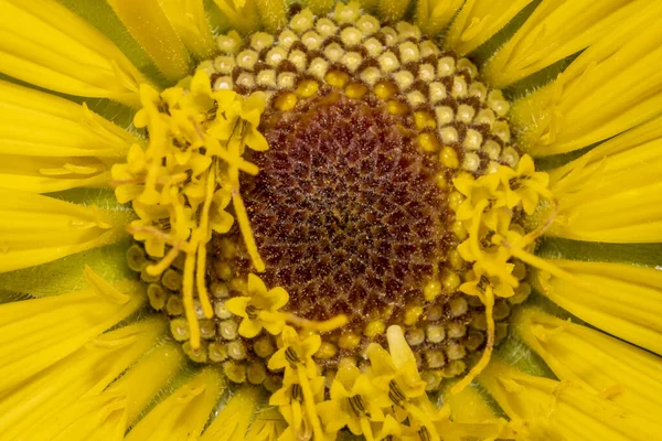 黄色のデイジーの花のショットを閉じる — ストック写真