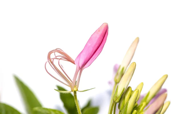 Close Shot Pink Flower Bud White Background — Stock Photo, Image