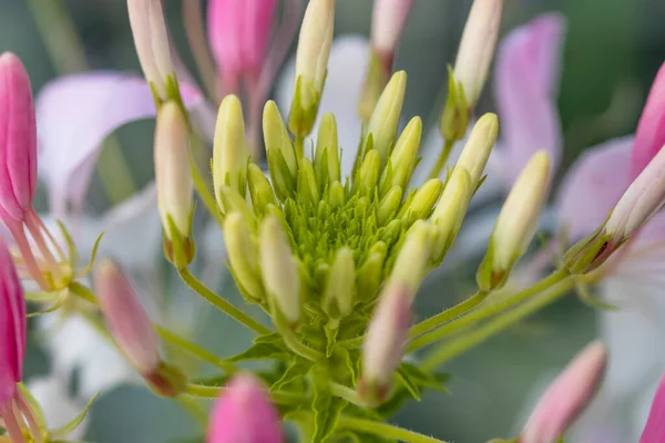 Gros Plan Sur Les Détails Fleur Araignée — Photo