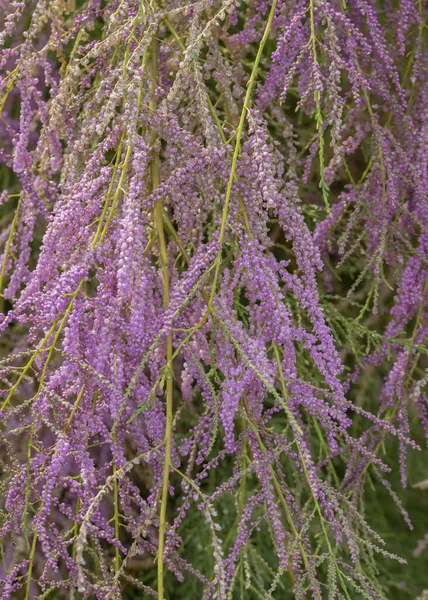 Close Shot Silver Butterfly Bush Summer Time — Stock Photo, Image