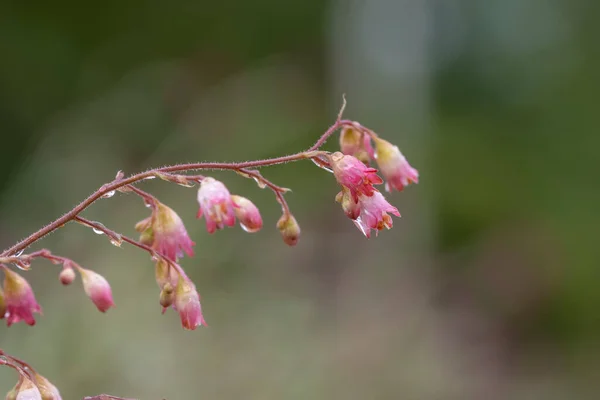 Zblízka Záběr Coral Bell Flower — Stock fotografie