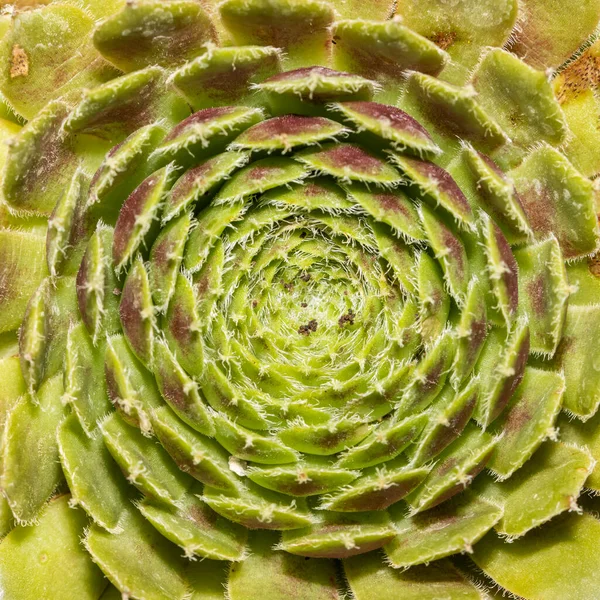 Gros Plan Des Motifs Sur Une Plante Succulente — Photo