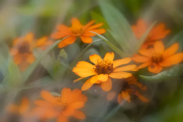 Nahaufnahme Orangefarbener Kosmos Blüten Auf Einer Pflanze — Stockfoto