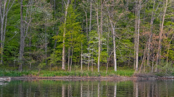 Las Ląduje Wsi Michigan Odbiciem Jeziorze — Zdjęcie stockowe