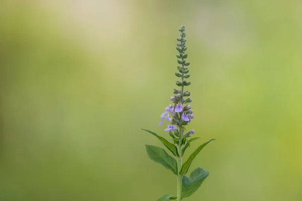 植物のラベンダーの花のショットを閉じる — ストック写真