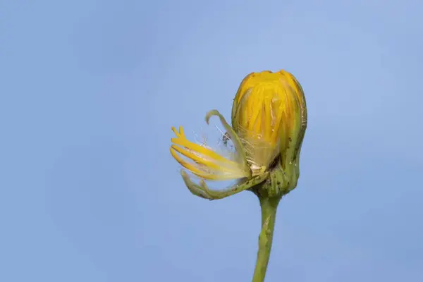 꽃봉오리의 사진푸른 배경에 — 스톡 사진