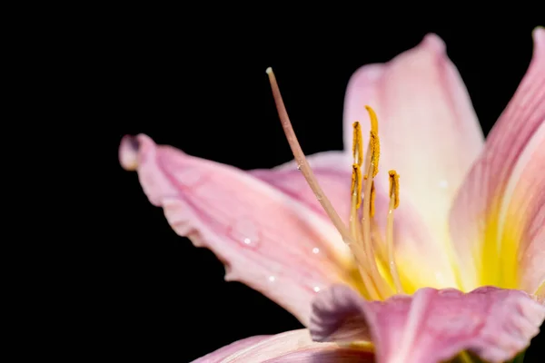 Primer Plano Polen Estambre Flor Lirio Rosa — Foto de Stock