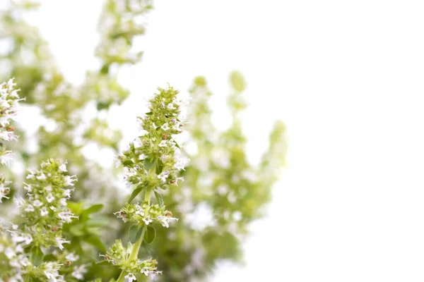 Close Shot Small Flowering Bush — Stock Photo, Image