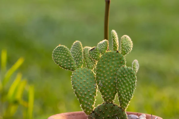 Planta Cacto Fresco Panela — Fotografia de Stock