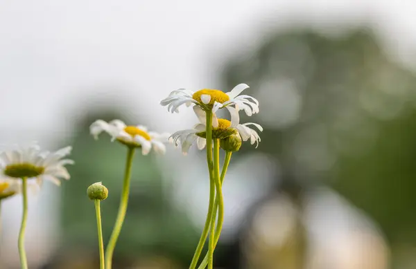 Zamknij Się Strzał Kwiaty Rumianku Ogrodzie — Zdjęcie stockowe