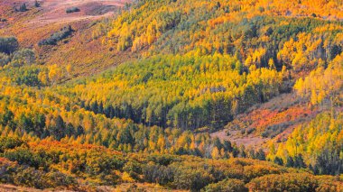 Canopy of Aspen trees in San Juan mountains along Lost dollar road