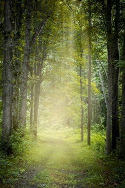 Tall Maple trees by the trail with morning mist in rural Michigan