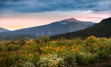 Wildflowers meadow in Colorado near Crested Butte town clipart