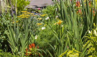 Several flowering plants in the garden