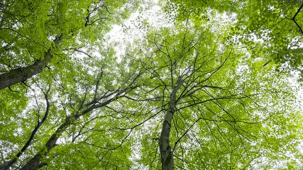 Tall Maple Trees Reaching Sky Bottom Shot — Stock Photo, Image