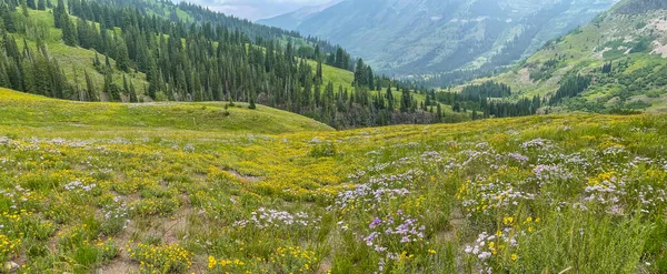 Panoramic View Meadow Wild Flowers Crested Butte Colorado — Foto Stock