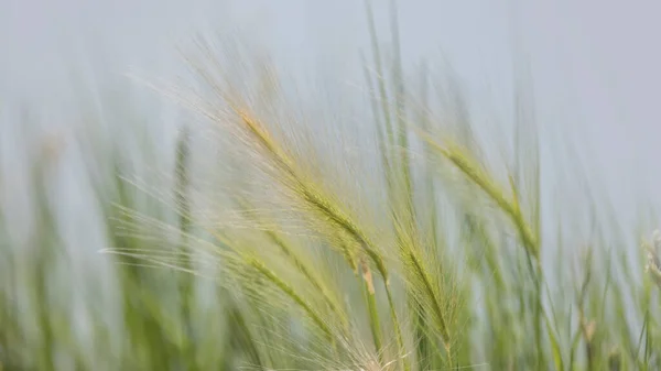 Close Shot Feather Grass Spikelet — Stock fotografie