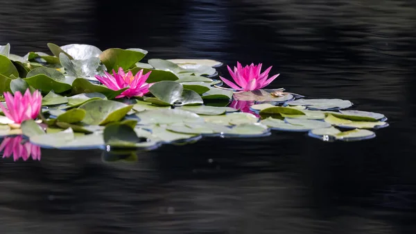 Pink Water Lily Flowers Garden Lake — Stockfoto