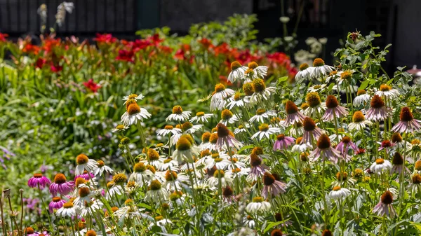 Several Cone Flowers Garden Summer Time — Fotografia de Stock