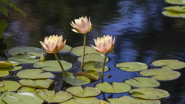 Water Lily Flowers Pods Garden Pond — Stock Photo, Image