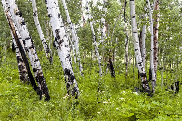 Aspen Bomen Weide Langs Brush Kreek Trail Buurt Van Crested — Stockfoto