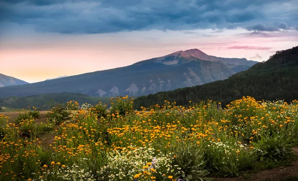 Wildflowers Meadow Colorado Crested Butte Town — Stock Photo, Image