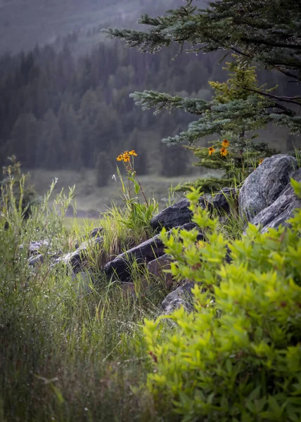 雨の日に岩の間の野草 — ストック写真