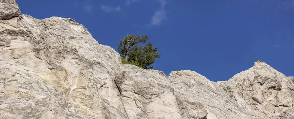 Blick Auf Nadelbaum Auf Weißem Felsen Garten Der Götter Colorado — Stockfoto