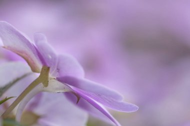 Pembe Impatiens çiçekleri yakın çekim