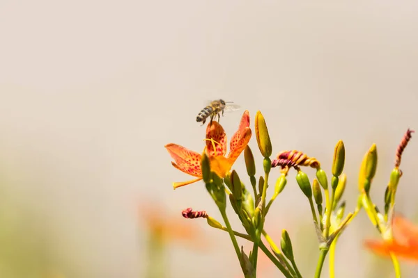 Κοντινό Πλάνο Του Λουλουδιού Blackberry Lily — Φωτογραφία Αρχείου